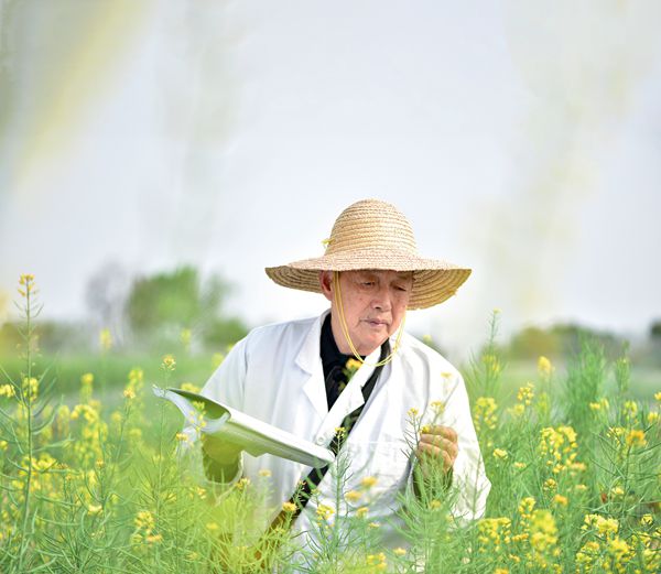 油菜院士，“花開”60年
